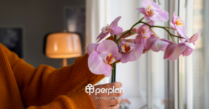 Como Cuidar de Orquídeas: Dicas para Manter Suas Flores Sempre Lindas